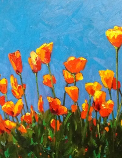 California Poppies